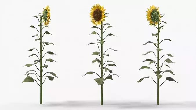Mature Sunflower Plant Upright 3D model view 2