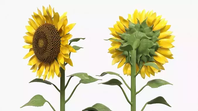 Mature Sunflower Plant Upright 3D model view 3