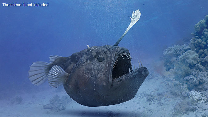 Anglerfish 3D model view 2