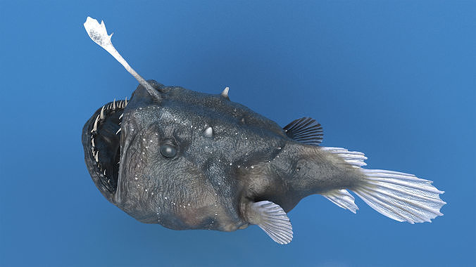 Anglerfish 3D model view 3