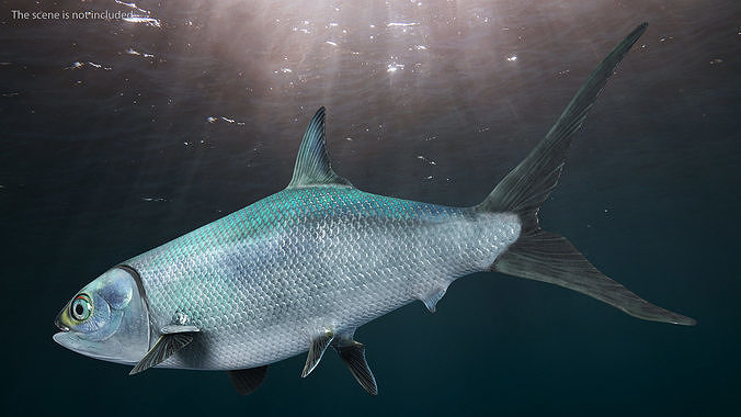 Swimming Milkfish 3D model view 2