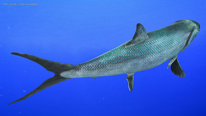 Swimming Milkfish 3D model view 3