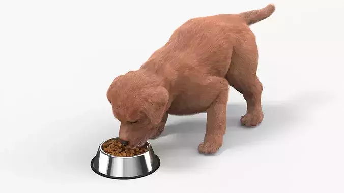 Brown Labrador Puppy Eating Dog Food Fur for Cinema 4D 3D model view 2