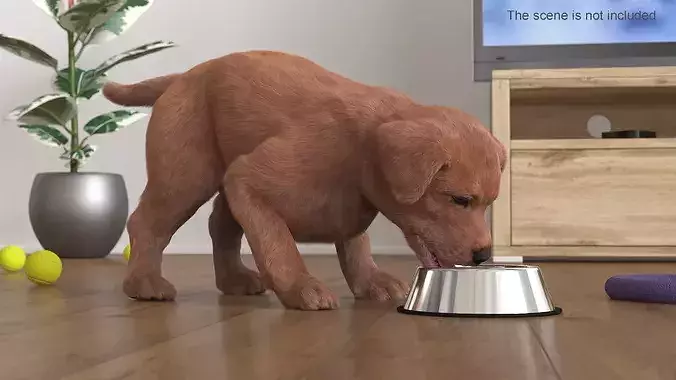 Brown Labrador Puppy Eating Dog Food Fur for Cinema 4D 3D model view 3