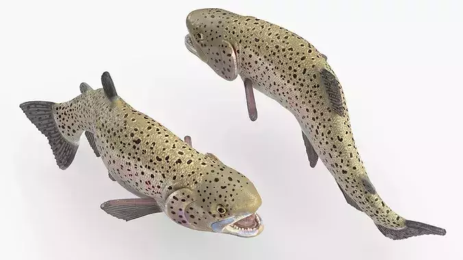Silvery Rainbow Trout Fish Rigged for Cinema 4D 3D model view 2