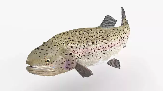 Silvery Rainbow Trout Fish Rigged for Cinema 4D 3D model view 3