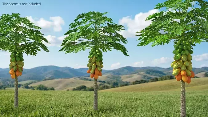 Papaya Tree with Ripening Fruit Cluster Green Orange 3D model view 2