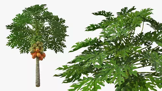 Papaya Tree with Ripening Fruit Cluster Green Orange 3D model view 3