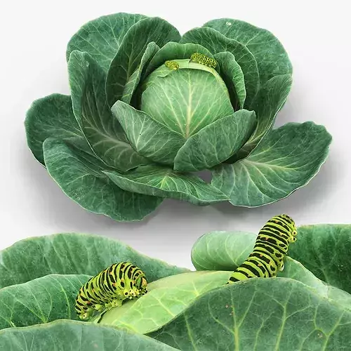 Cabbage Head with Caterpillars Green 3D model view 2