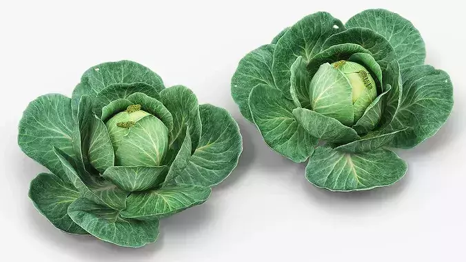 Cabbage Head with Caterpillars Green 3D model view 3