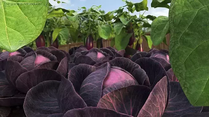 Leafy Cabbage Head Purple Dark 3D model view 2