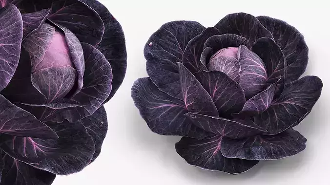 Leafy Cabbage Head Purple Dark 3D model view 3