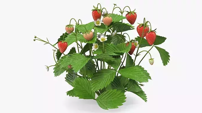 Strawberry Plant with Ripe and Green Fruits 3D model view 2