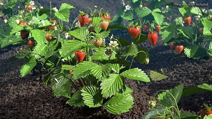 Strawberry Plant with Ripe and Green Fruits 3D model view 3