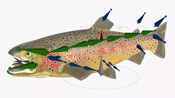 Brown Trout Fish Rigged For Blender 3D model view 3