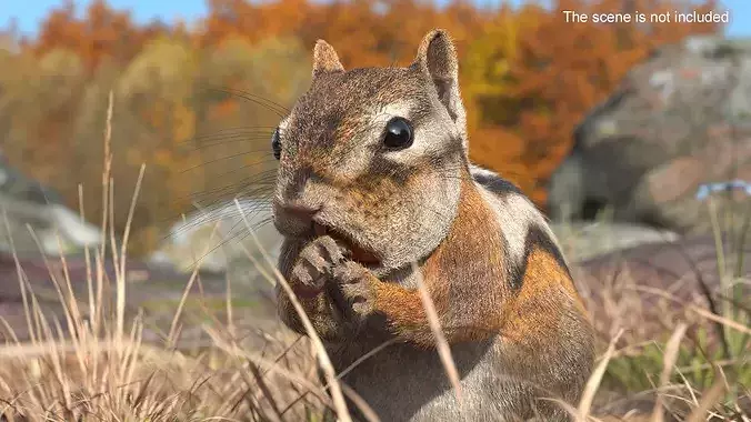 Standing Chipmunk Eating Fur 3D model view 3