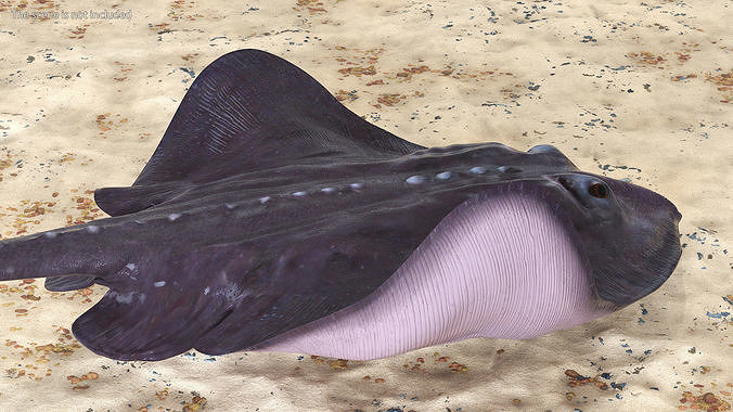 Gray Bathyraja Lindbergi Looking for Food 3D model view 3