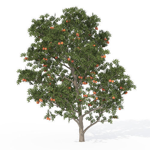 2020 XfrogPlants Fruit Trees Library  3D model view 3