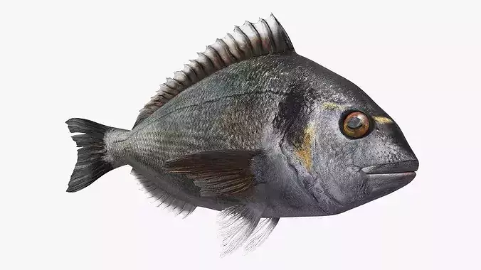 Dorada Marine Fish Rigged For Maya 3D model view 3