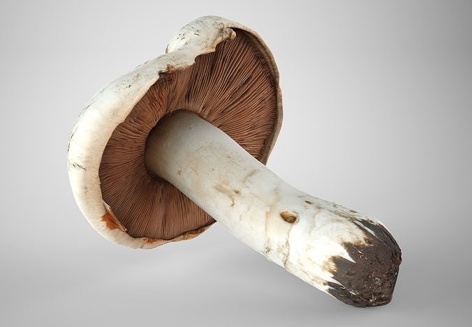 Mushrooms Set Low-poly 3D model view 3