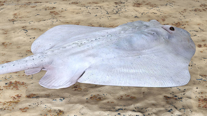 Bathyraja Lindbergi White 3D model view 3