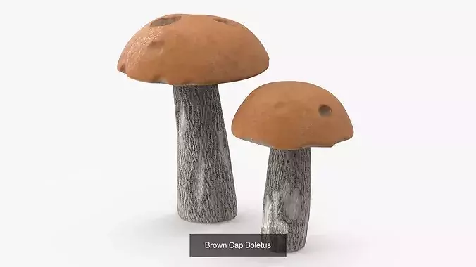 Edible Mushrooms Collection 4 3D Model Pack view 3