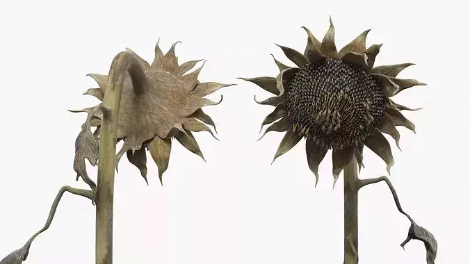 Dead Sunflower Stem Bent 3D model view 3