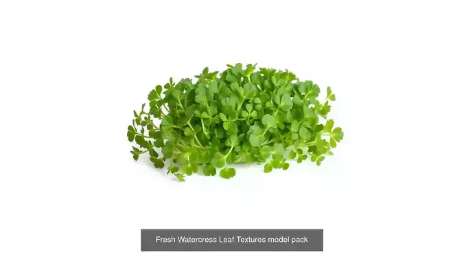 Realistic Vegetable Models Pack