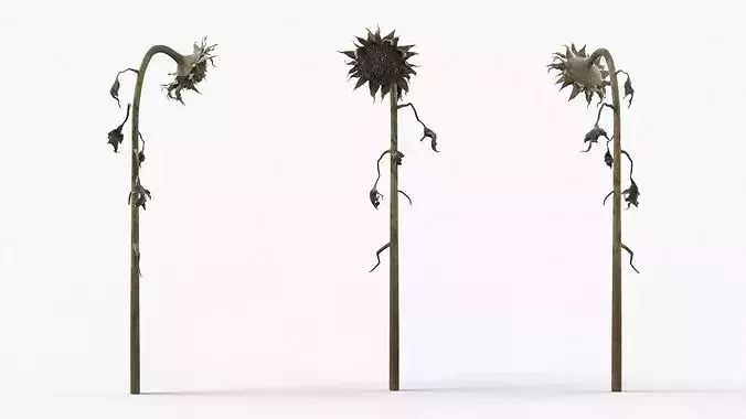 Dried Sunflower Plant Wilted Fur 3D model view 3